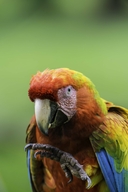 Scarlet Macaw And Green Macaw Hybrid