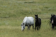 Feral Horse