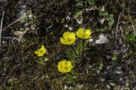 Ranunculus nivalis