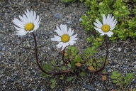 Chrysanthemum arcticum