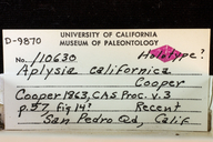 Aplysia californica