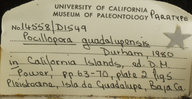 Pocillopora guadalupensis