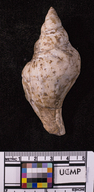 Chrysodomus eurekaensis
