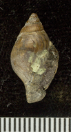 Chrysodomus burroensis