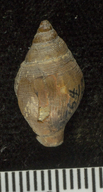 Chrysodomus burroensis