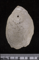 Crepidula onyx