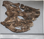 Borealosuchus