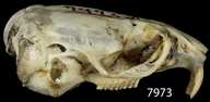 Lemmiscus curtatus intermedius
