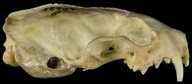 Mustela frenata inyoensis
