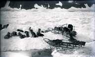 Eskimo dog teams on ice