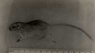 Perognathus parvus xanthonotus