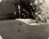 Spizella passerina arizonae