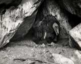 Calif. Condor chick #4 Nest in cave entrance
