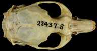 Microtus longicaudus sierrae