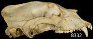 Ursus americanus pugnax