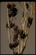 Canotia holacantha