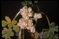 Glehnia littoralis ssp. leiocarpa