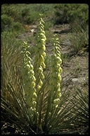 Yucca sp.