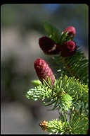 Picea engelmannii