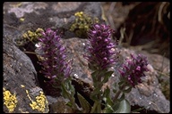 Synthyris alpina