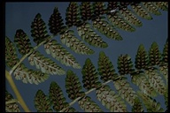 Mountain Wood-fern