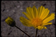 Hairy Desert-sunflower