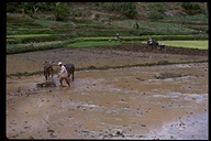 Zebu working in the rice fields before planting in Antananarivo NR, Madagascar