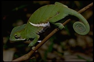 Furcifer balteatus