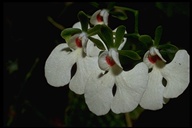 Oeonia rosea