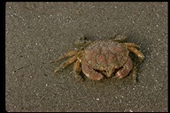 Oregon Cancer Crab