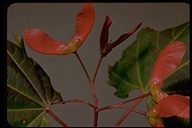 Acer circinatum