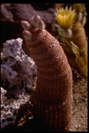 Echinocereus dasyacanthus