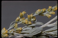 Artemisia bigelovii