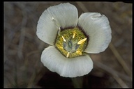 Gunnison Mariposa Lily