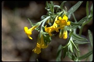 Many Flowered Puccoon