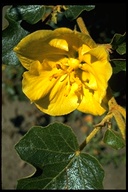 Fremontodendron californicum