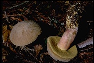 Xerocomus truncatus