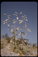 Desert Croton