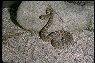 Rattleless Rattlesnake