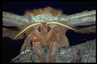 Antheraea polyphemus