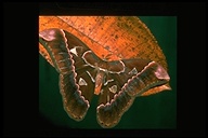 Orizaba Silk-moth