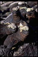 Amblyrhynchus cristatus cristatus