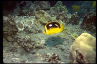 Four-spot Butterflyfish.