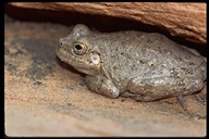 Canyon Tree Frogs