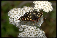 Common Checkerspot Butterfly