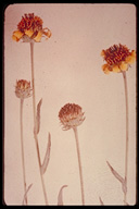Helianthus ciliaris