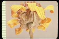 Helianthus ciliaris