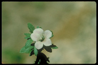 Limnophila sessiliflora