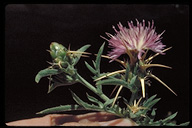 Red Star-thistle