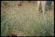 Centaurea virgata ssp. squarrosa